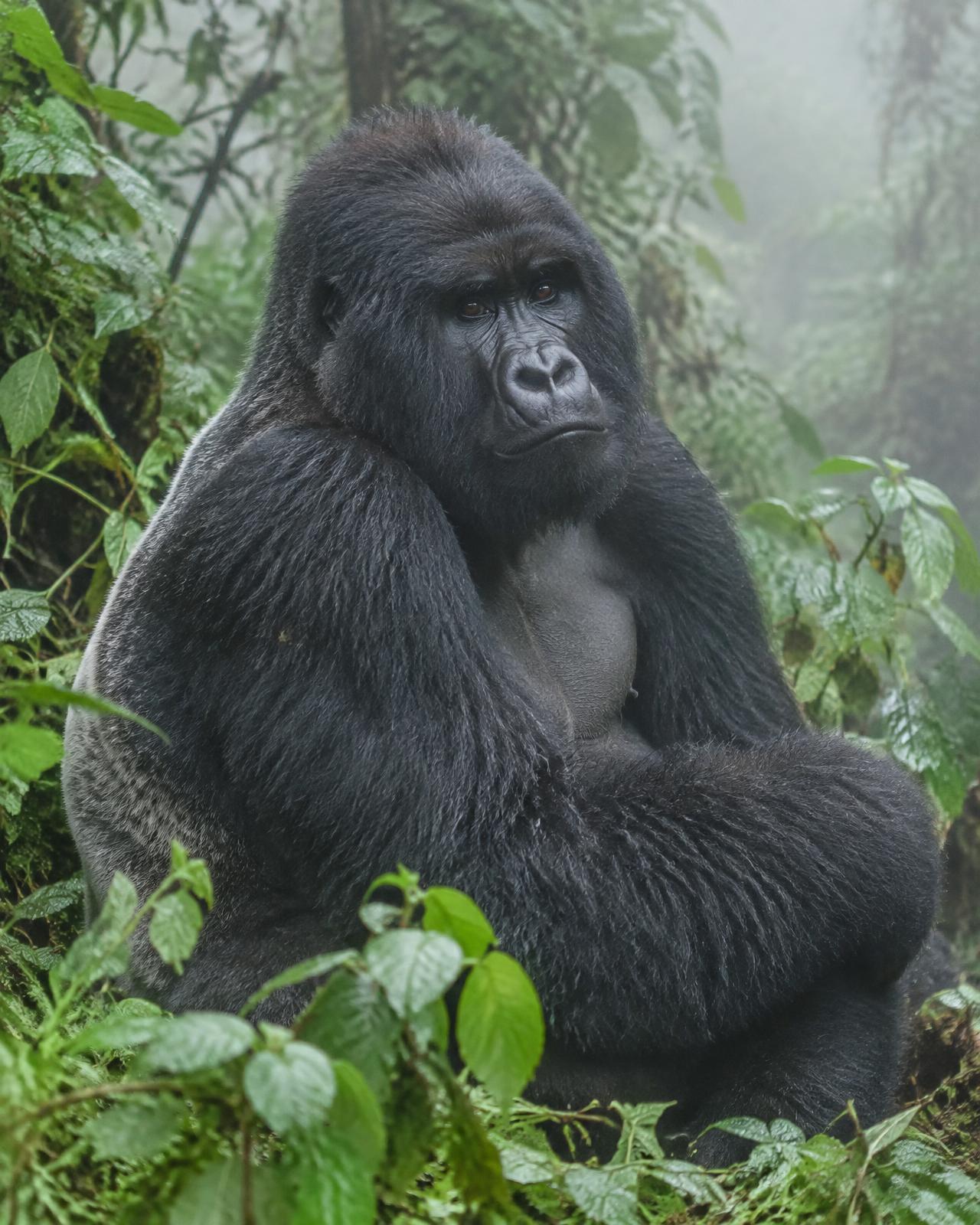 A mountain gorilla in misty forest