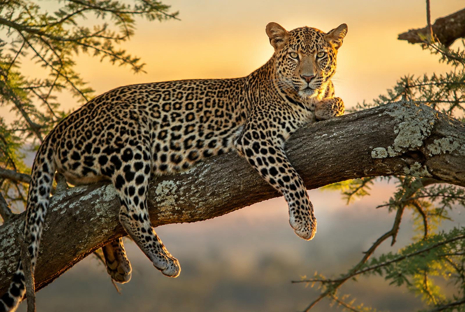 Beyond the Big Five: Discovering Africa's Smaller Wonders