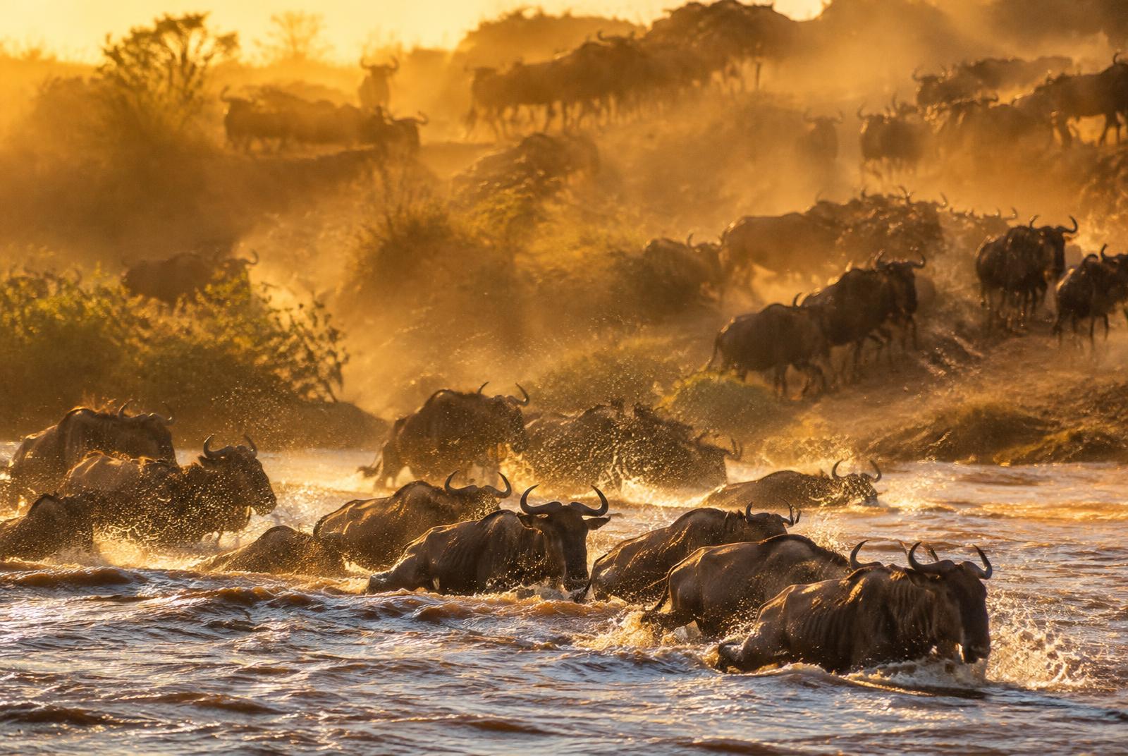 Planning Your First African Safari: Everything You Need to Know